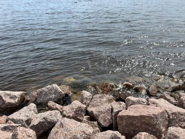 Устранить разлив нефти на берегу залива в Ленобласти пообещали к концу недели