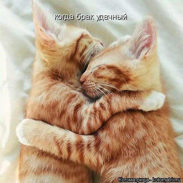 Лучшие котоматрицы недели (51 фото)