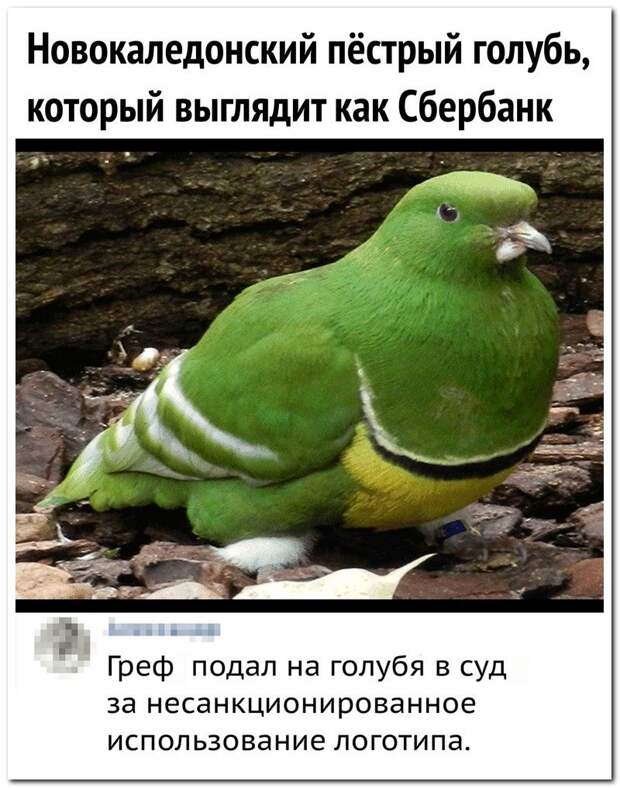 setey-socialnyh-kommentarii-citaty-vkontakte-vkontakte-smeshnye-statusy
