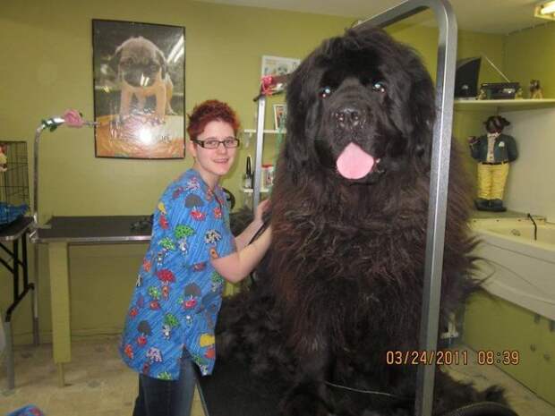 Это медведь! Это мамонт! Нет, это гигантская собака!