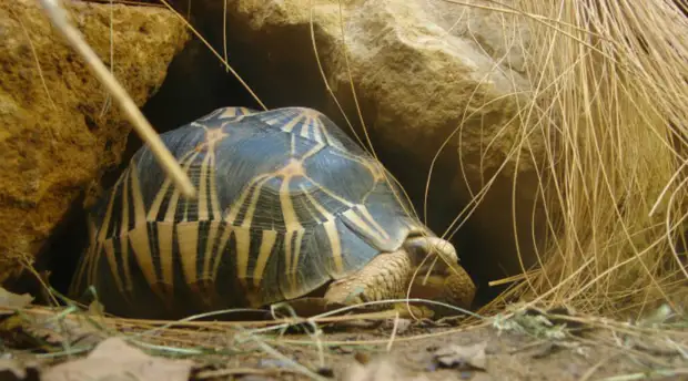 Лучистая черепаха 188 лет К сожалению, этот вид черепах находится на грани уничтожения. Именно такую подарил, согласно легенде, капитан Кук вождю острова Тонго и она прожила целых 188 лет, найдя покой только в 1965 году.