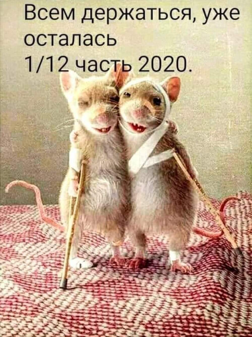 Две крысы