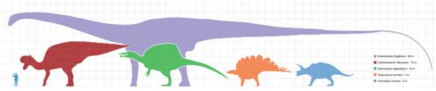 Большинство динозавров имели длинные хвосты.