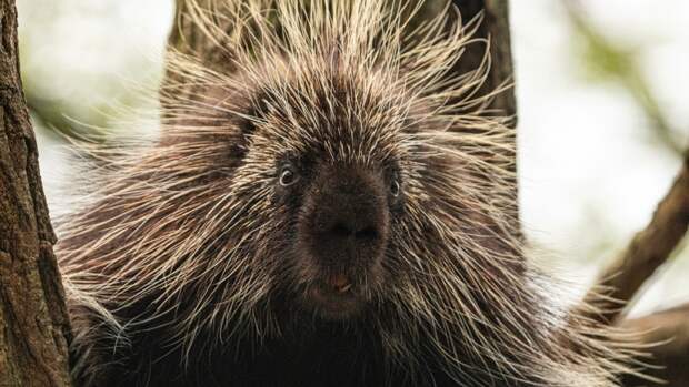 В вечной мерзлоте Арктики найдена уникальная мумия дикобраза