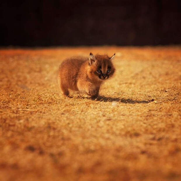 Baby Caracals