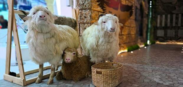 В Каспийске откроется выставка племенных овец и коз