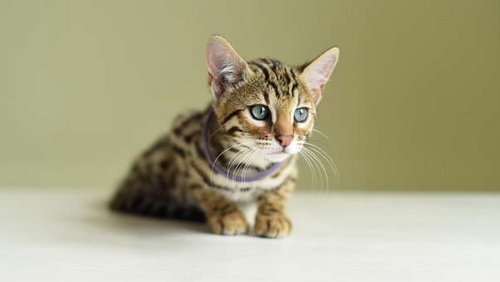 asianleopard