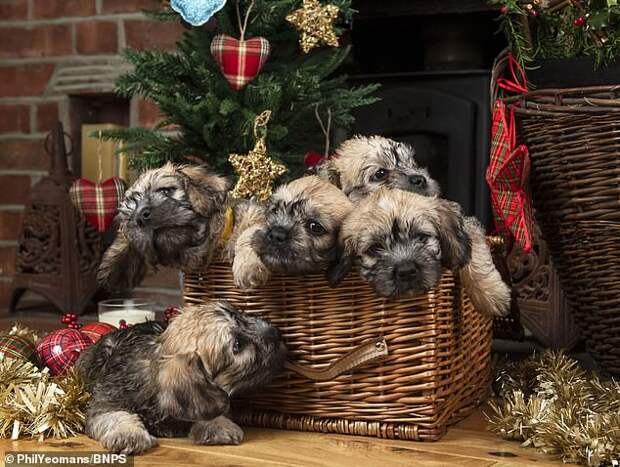 Рождественский подарок для целой страны: родились щенята редчайшей породы!