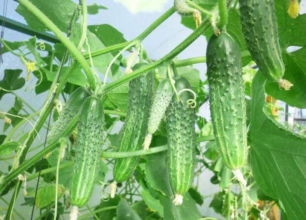 Раньше выбор огурцов был невелик, но со временем стал появляться ассортимент семян очень разнообразный