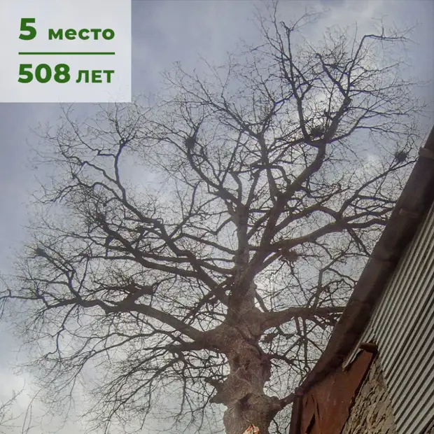 В России тоже есть вековые деревья