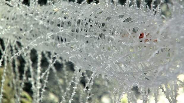 Креветка внутри спикулы стеклянной губки. Тихого океана, снимки