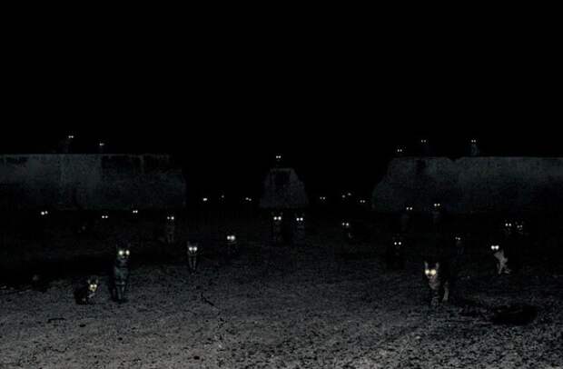 Почему некоторые животные видят в темноте