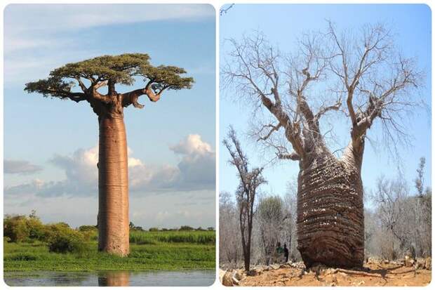 Однако, демонстрируя стойкость и упорство, баобаб продолжал процветать, несмотря на свое перевернутое положение как символический жест неповиновения божеству.