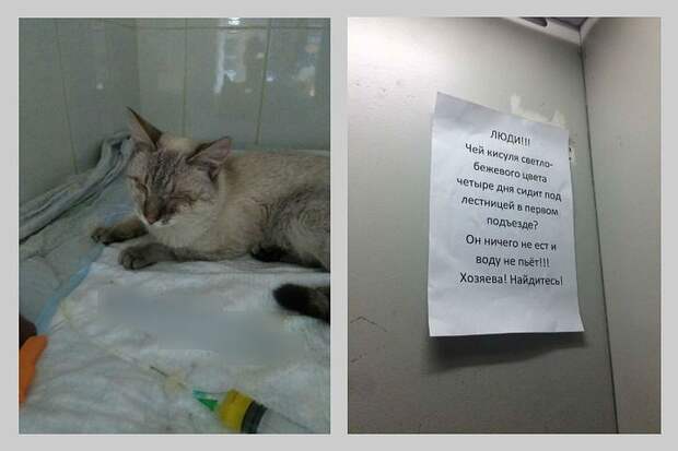 Школьники спасли жизнь слепнущему коту, которого хозяева выбросили в подъезд. Фото: группа "Верность".