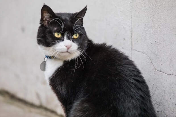 Умер 12-летний кот Палмерстон, служивший главным мышеловом МИД Британии