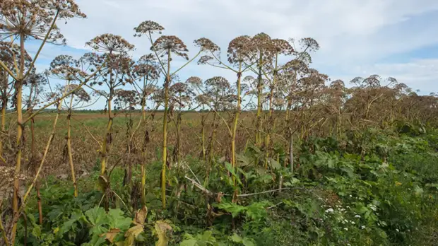 В Московской области рассказали о планах по ликвидации борщевика в регионе