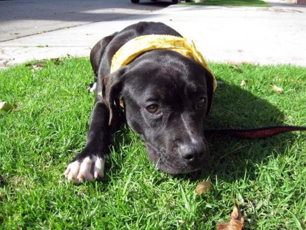 8-roxy