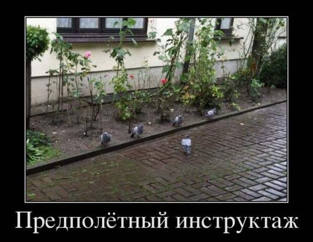 Прикольные демотиваторы на выходные (11 фото)