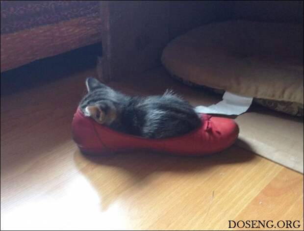 Коты стремятся заполнить собой любую емкость