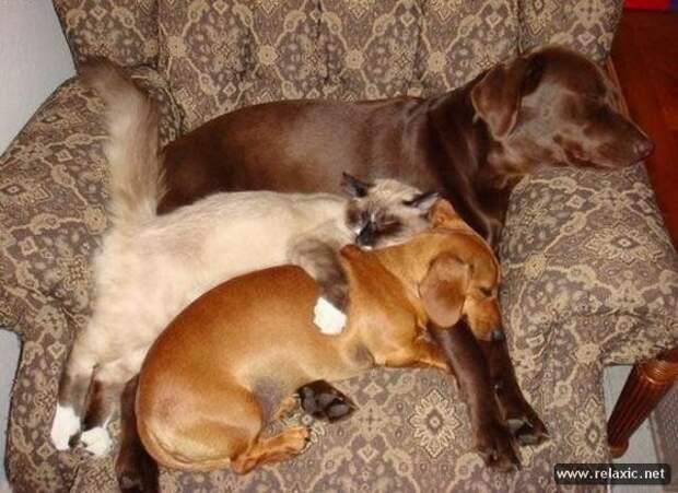funny_animals_164