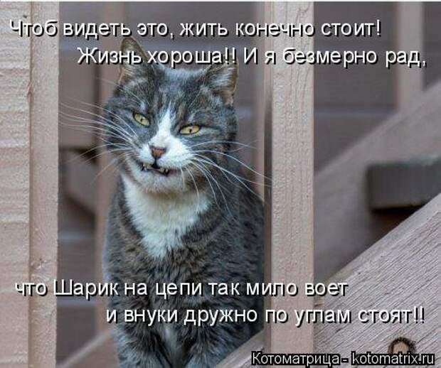 Новая котоматрица для всех (34 фото)