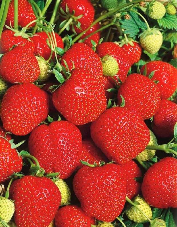 Садовая земляника - одна из самых популярных ягодных культур, которую выращивают практически в каждом саду. Но далеко не все сорта отличаются одинаково высокой урожайностью.-3