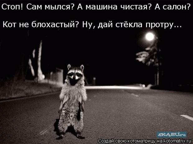 Лучшие котоматрицы недели (50 фото)
