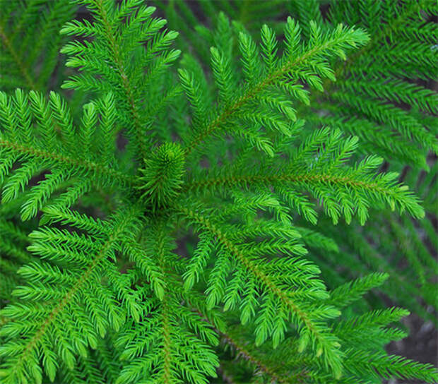 araucaria-2