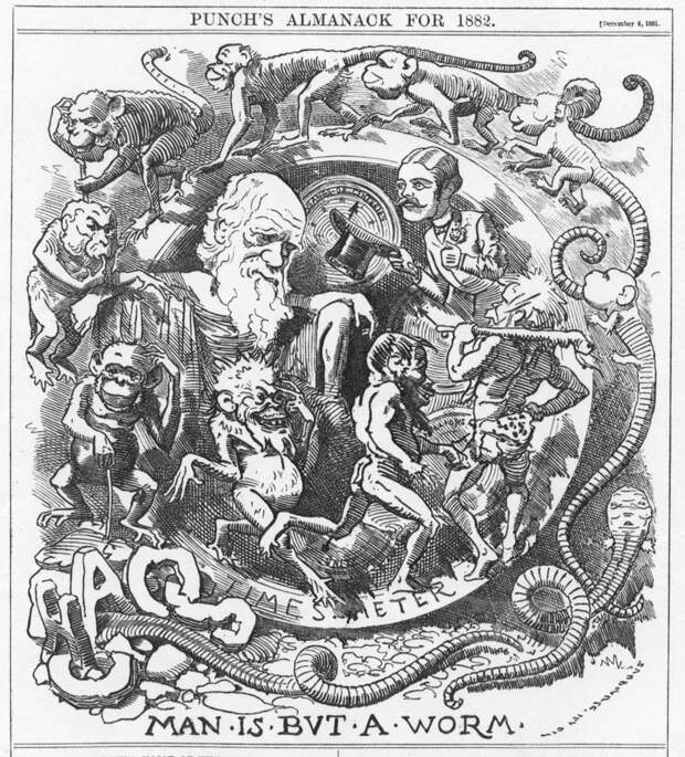 Карикатура на тему теории Дарвина в альманахе Punch, 1882 год