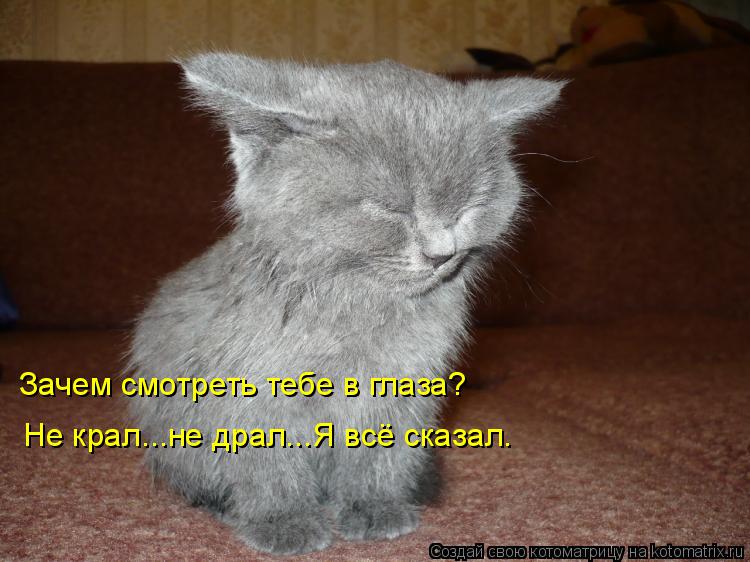 Котоматрица: Зачем смотреть тебе в глаза? Не крал...не драл...Я всё сказал.