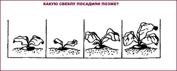 Какую свеклу высадили позже