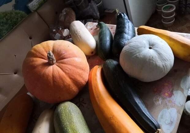 Мой огородный микс-вайб!