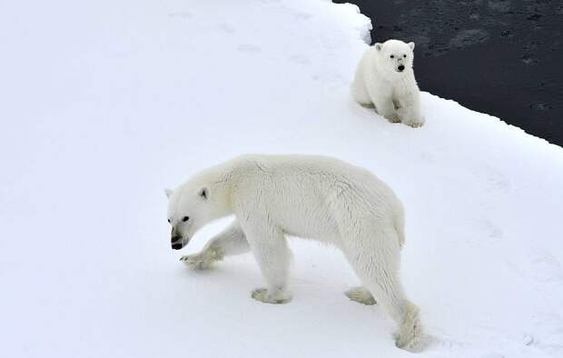Ученые заявили о росте популяции белых медведей в Арктике