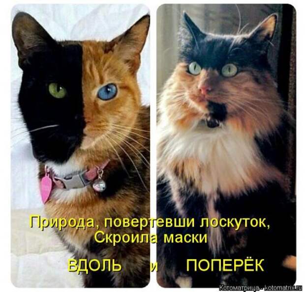 Котоматрица на Бугаге (33 фото)