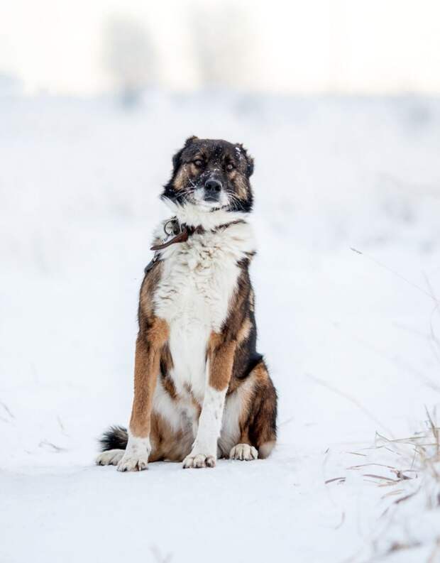 Породистому псу за одну зиму пришлось трижды пережить предательство большая собака, овчарка, пес, собака, средне-азиатская овчарка