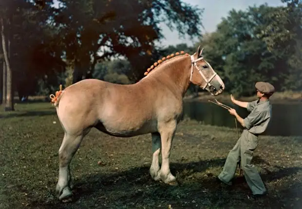 Кобыла, получившая приз на выставке лошадей в Айове, 1939. Автохром, фотограф Дж. Бейлор Робертс
