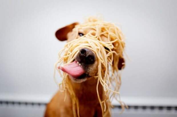 Пес и спагетти