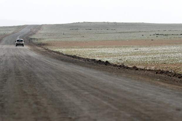Desert erupts in floral beauty after unexpected rain falls in driest place on Earth