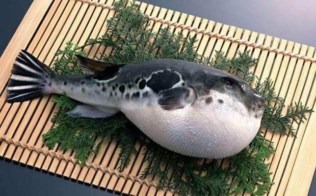 Как выглядит рыба-шар (фугу)? Фото и интересные факты