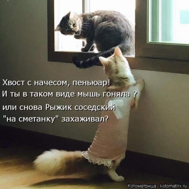 Новая котоматрица на Бугаге (35 фото)