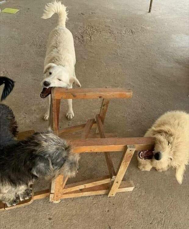 11 питомцев, которые устроили дома хаос, но ни о чем не жалеют 