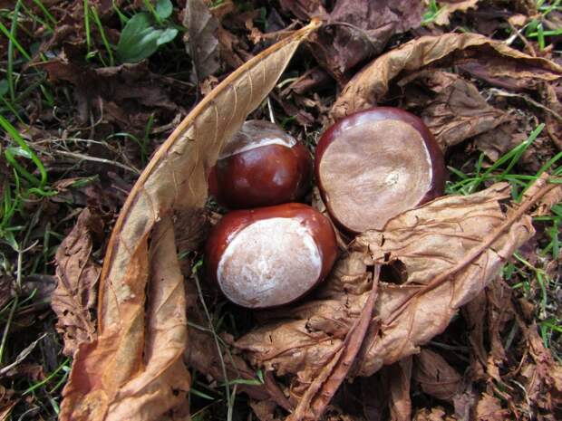chestnuts chestnuts