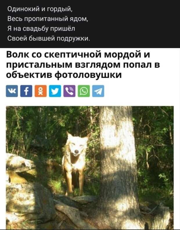 стих про волка