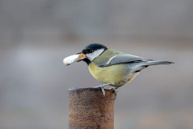Птицы пристрастились к сигаретам