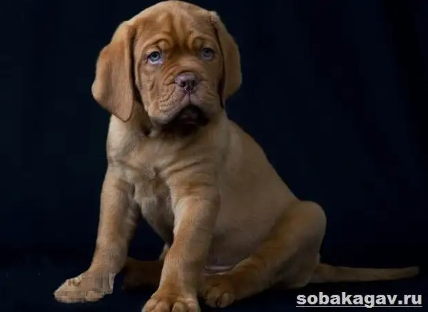 Бордосский дог собака. Описание, особенности, уход и цена бордосского дога