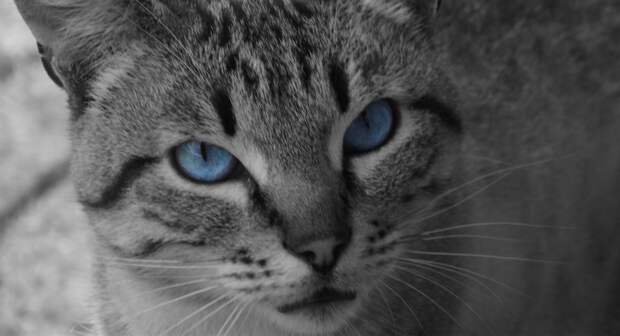 Картинки по запросу серый кот с голубыми глазами