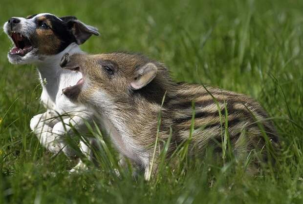 Картинки по запросу puppy and pig