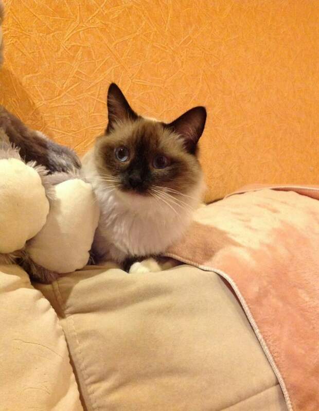 Сиамскую кошку спустя неделю вернули в тот же двор, где ее нашли Сиамскую кошку спустя неделю вернули в тот же двор, где ее нашли
