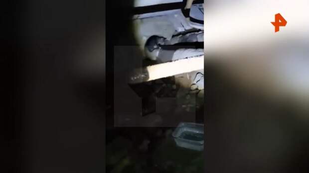 Женщина через УК замуровала кошек в подвале дома в Петербурге