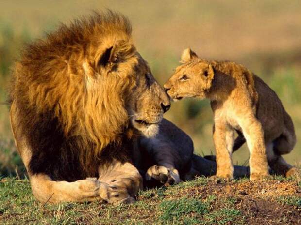 Африка: дикая природа. Животный мир – львы Африки